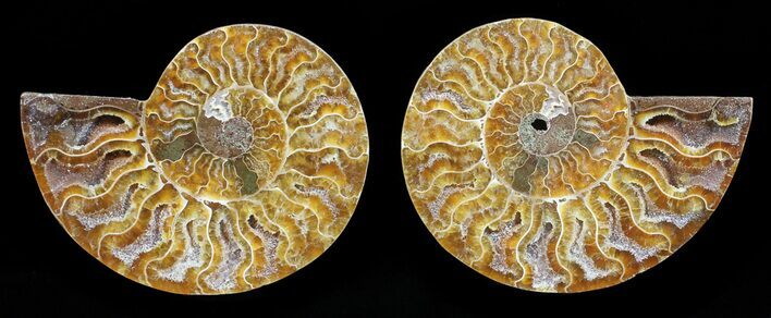 Polished Ammonite Pair - Agatized #56291